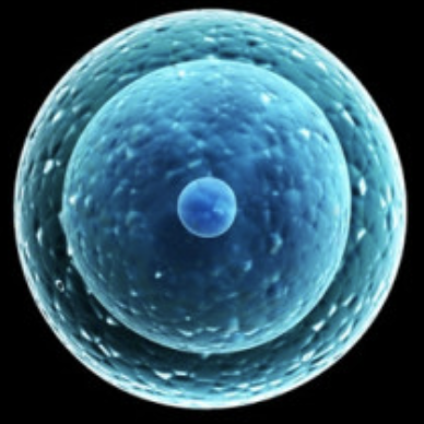 stemcell